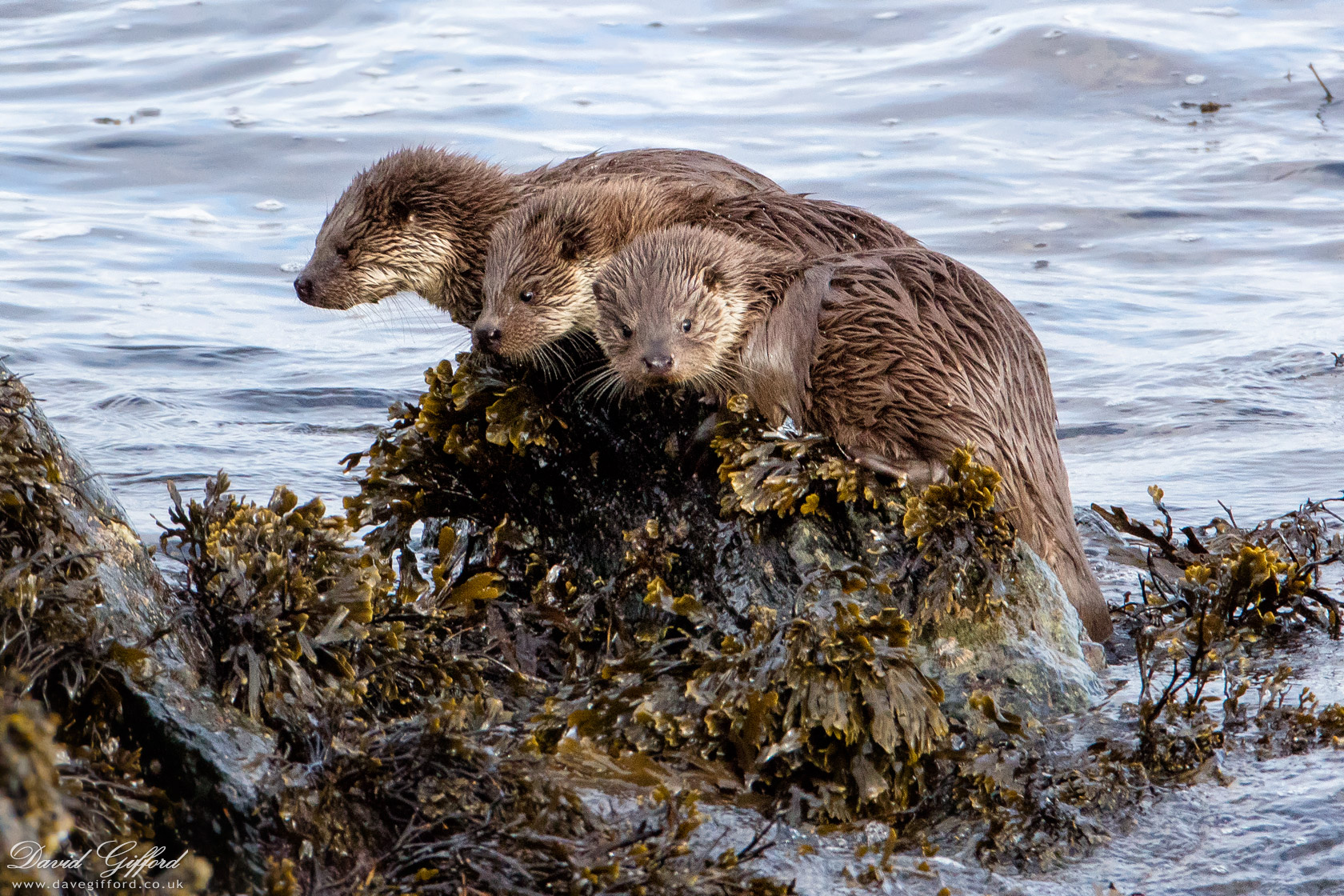 Photo: Otter Cubs
