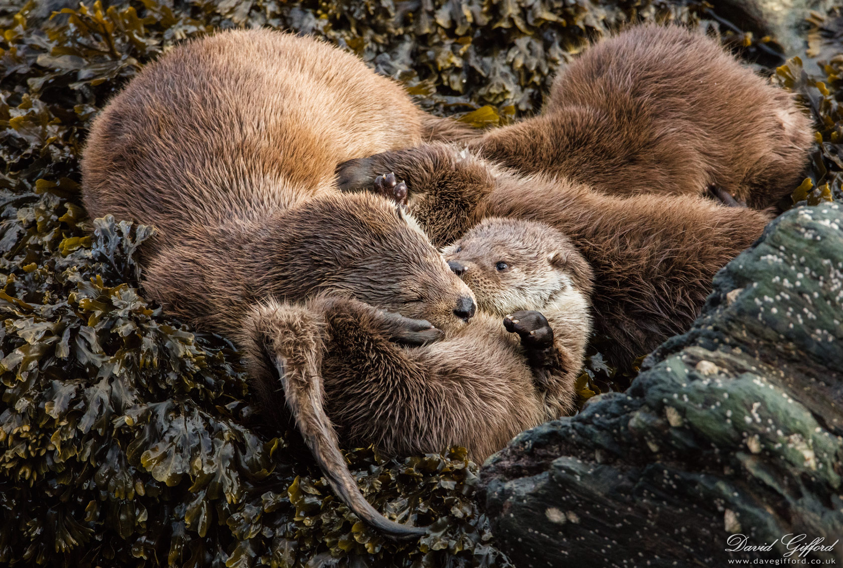 Photo: Otter Family