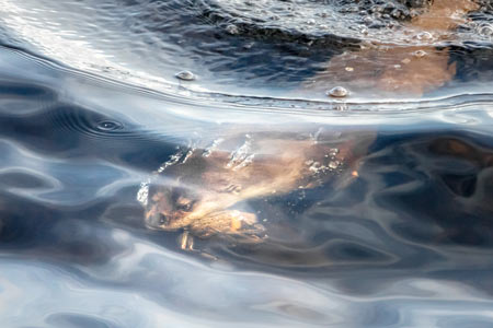Otter Underwater