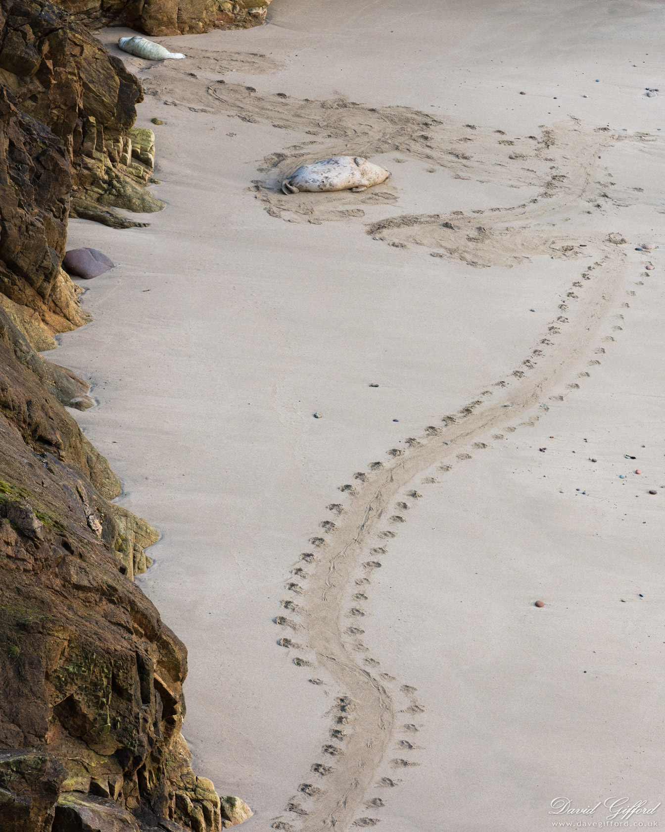 Photo: Seal Tracks