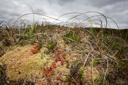 Shetland Flora: Round-leaved Sundew