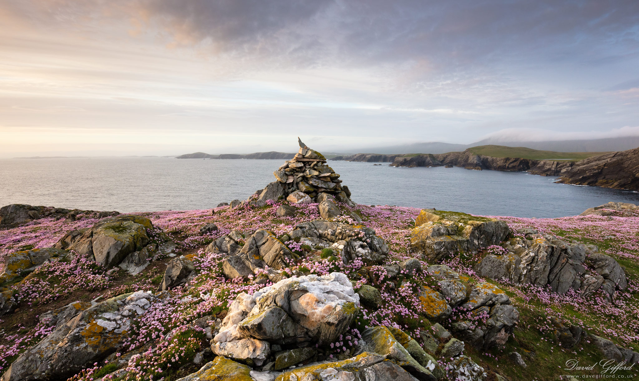 Photo: Shetland Sea Pinks