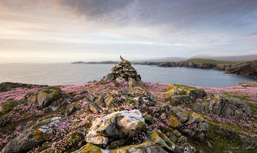 Shetland Sea Pinks
