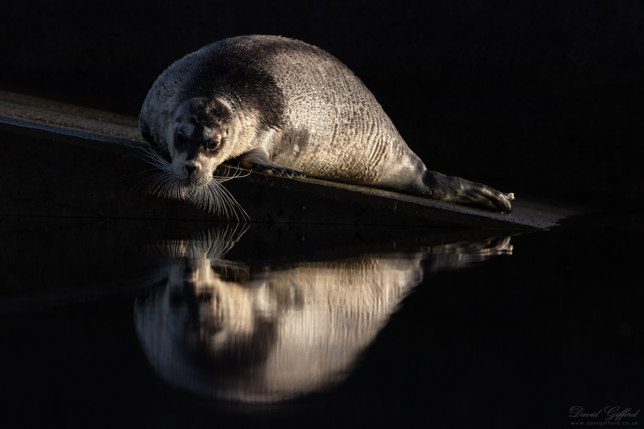 Bearded Seal at Burra