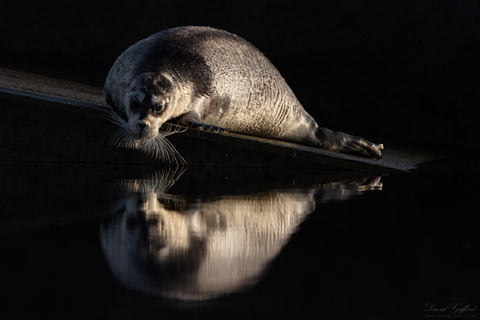 Bearded Seal at Burra