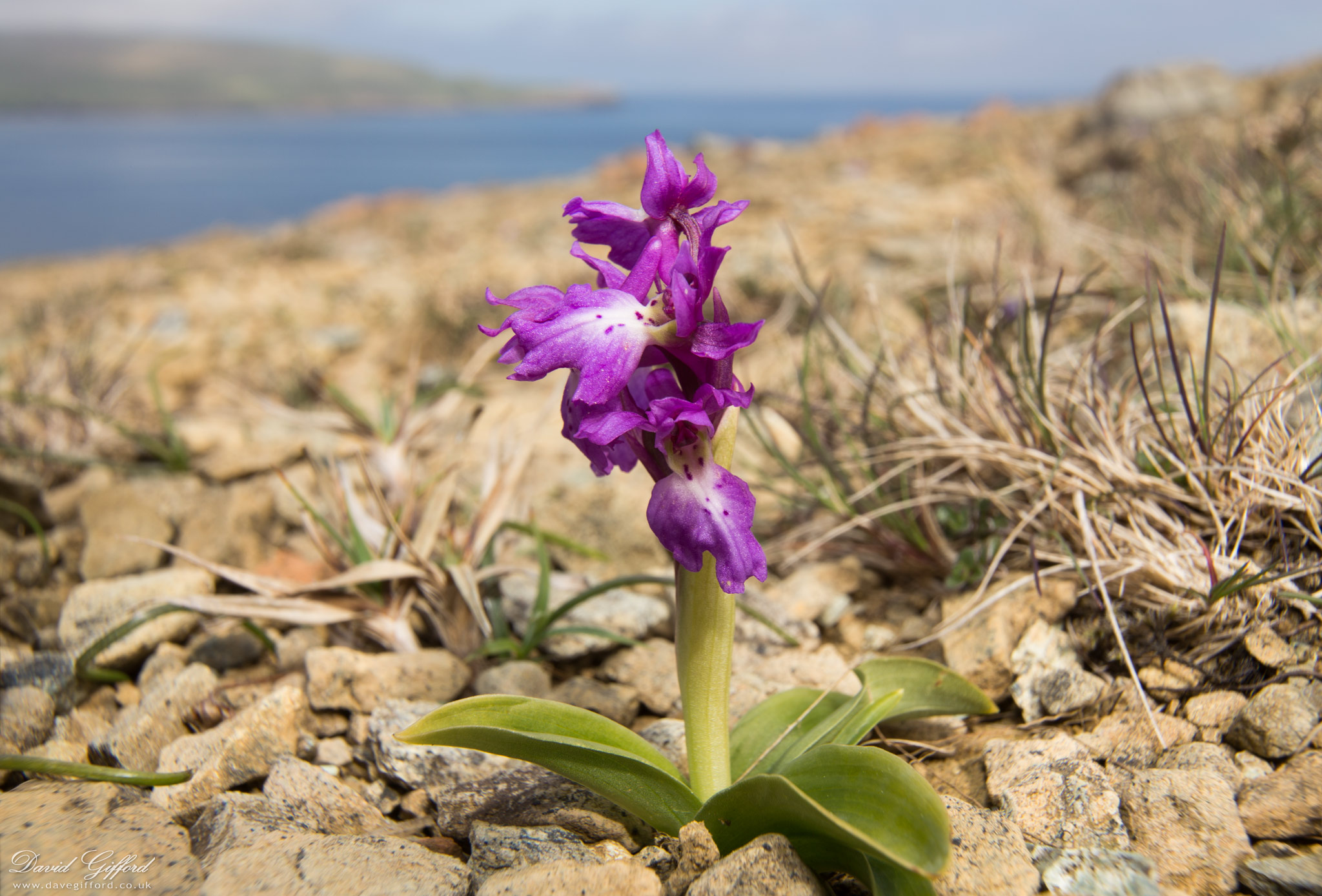 Photo: Early-purple Orchid