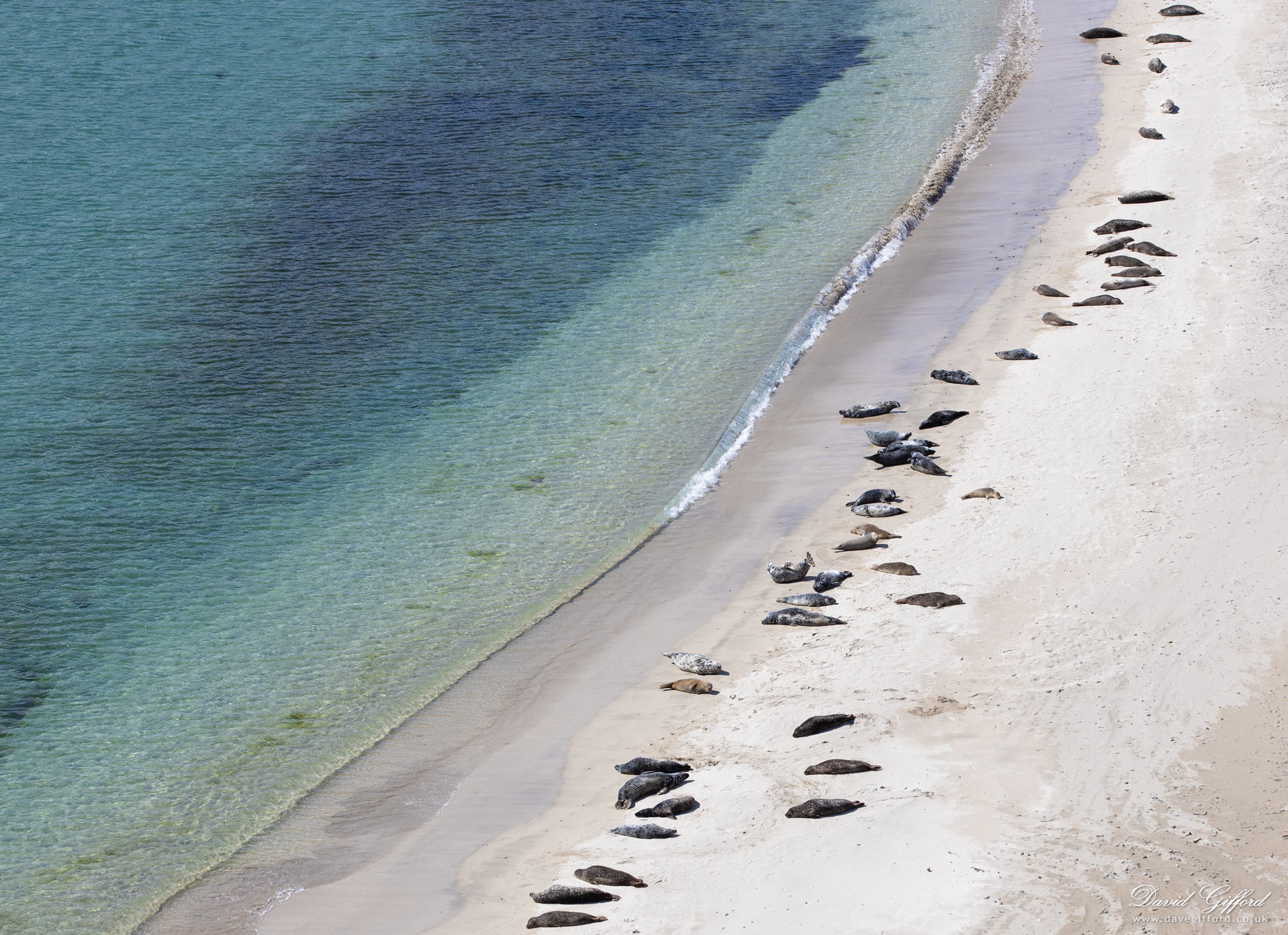 Photo: Seals Basking