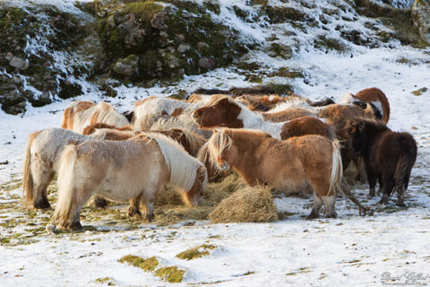 Shetland Ponies in Snow