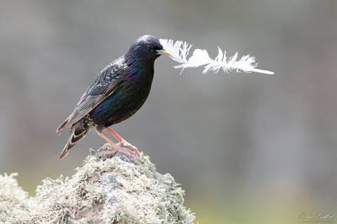 Starling with Feather