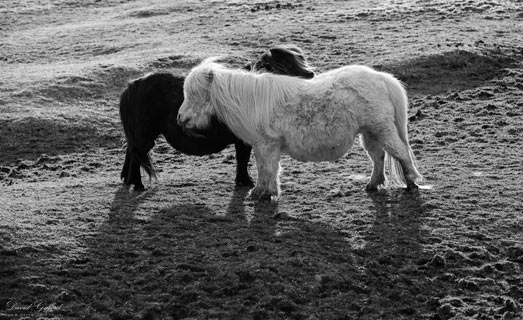 Black and White Shetland Ponies