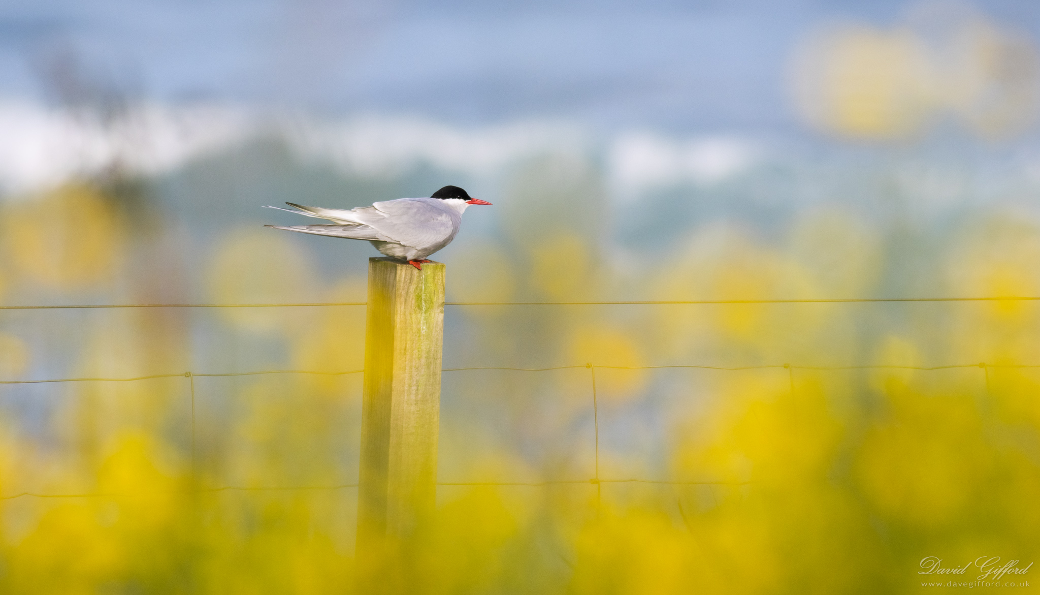 Photo: Gulberwick Tirrick