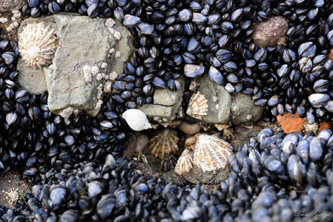 Sea Shells i da Ebb