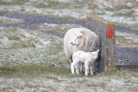 Shetland Spring Snow