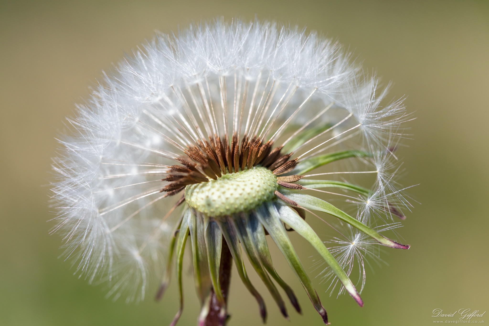 Photo: Dandelion Time