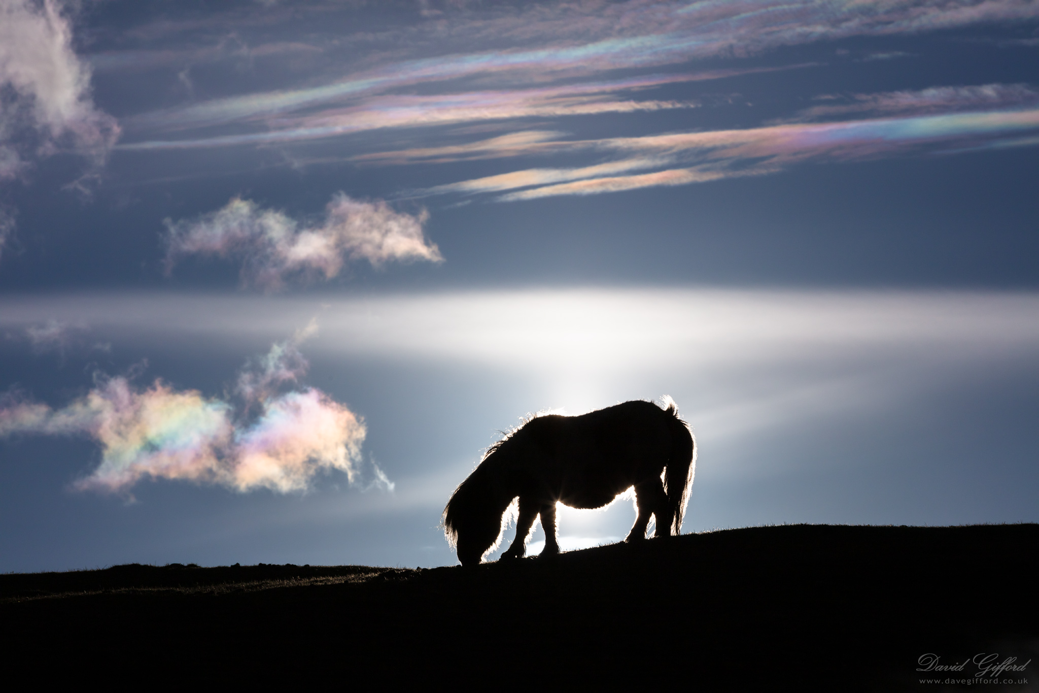 Photo: Shetland Pony under Iridescent Clouds