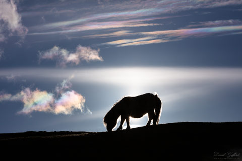 Shetland Pony under Iridescent Clouds