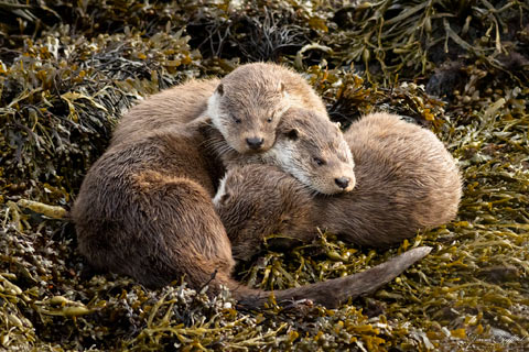 Shetland Otter Family II