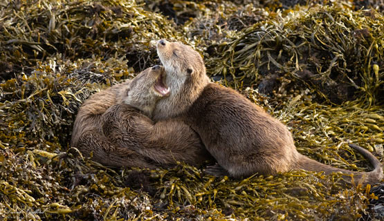 Shetland Otter Family