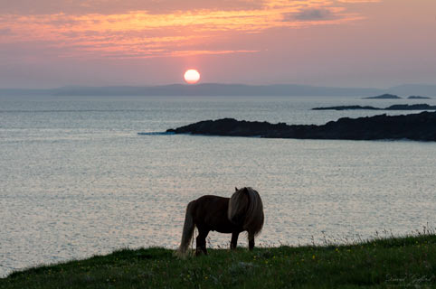 Shetland Pony Sunset II