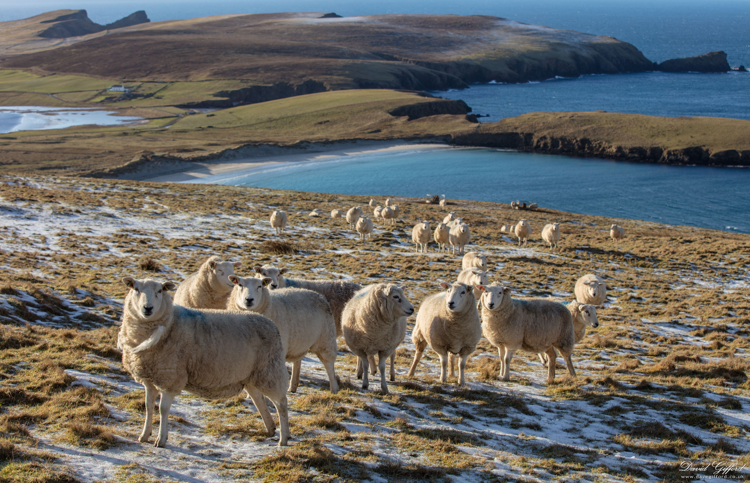 Photo: Scousburgh Sheep