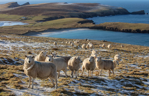 Scousburgh Sheep