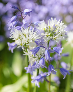 Bluebells and Wild Garlic