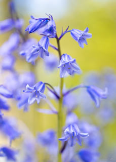 Bluebells