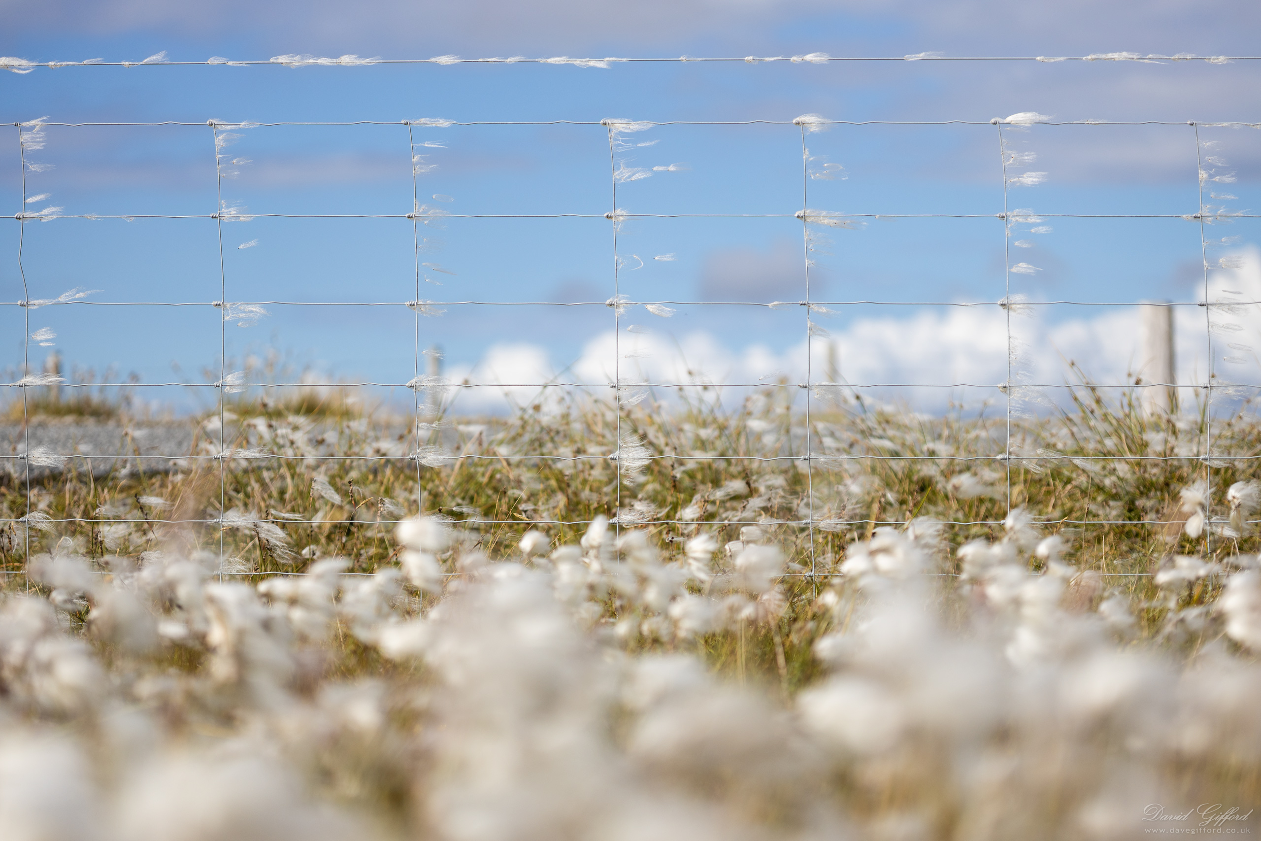 Photo: Cotton Clouds