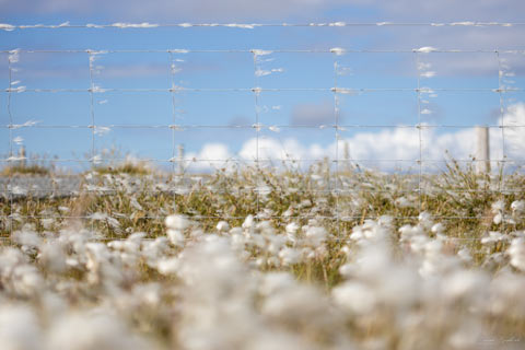 Cotton Clouds