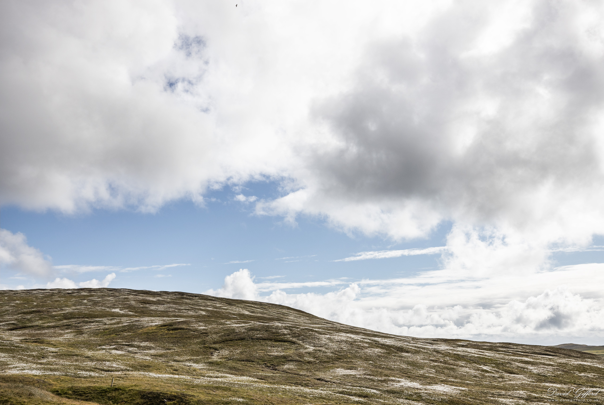 Photo: Cottongrass Hills