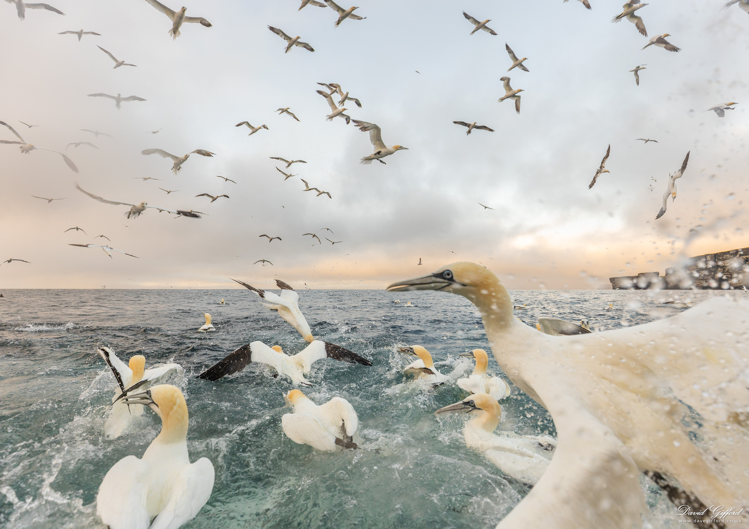 Photo: Gannet Feeding Frenzy