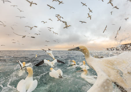 Gannet Feeding Frenzy