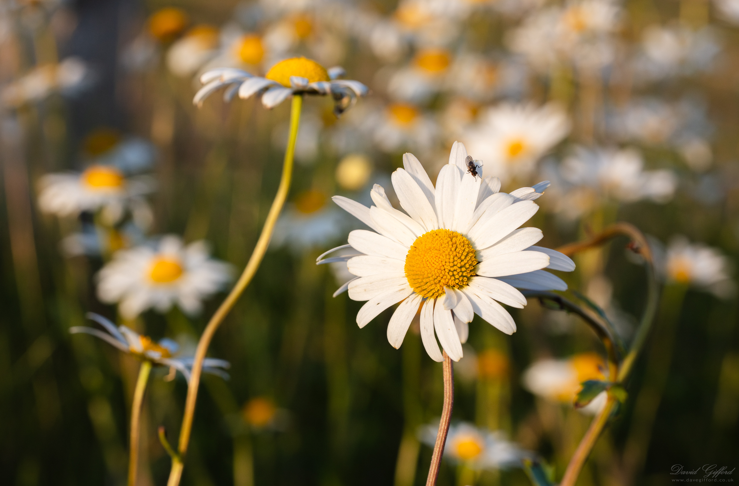 Photo: Garden Flooer