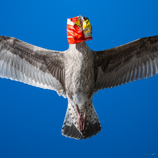 Greater Crisp Packet Headed Gull
