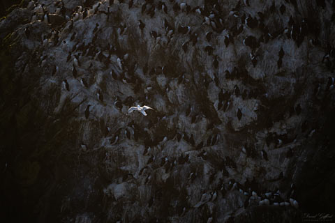 Guillemots at Sumburgh II