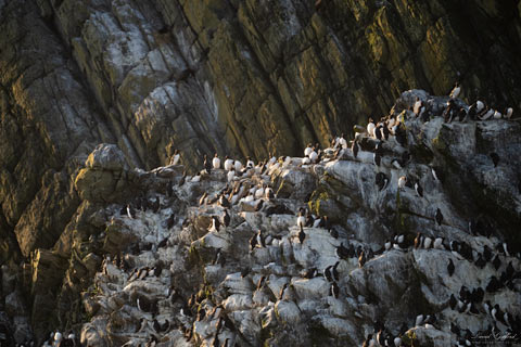 Guillemots at Sumburgh