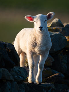 Inquisitive Lamb