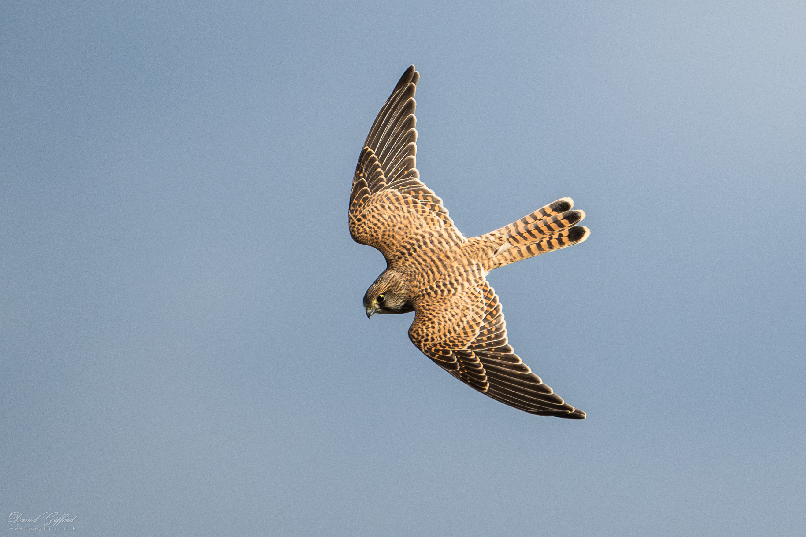 Photo: Kestrel