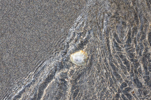 Limpet below the rippling Sea
