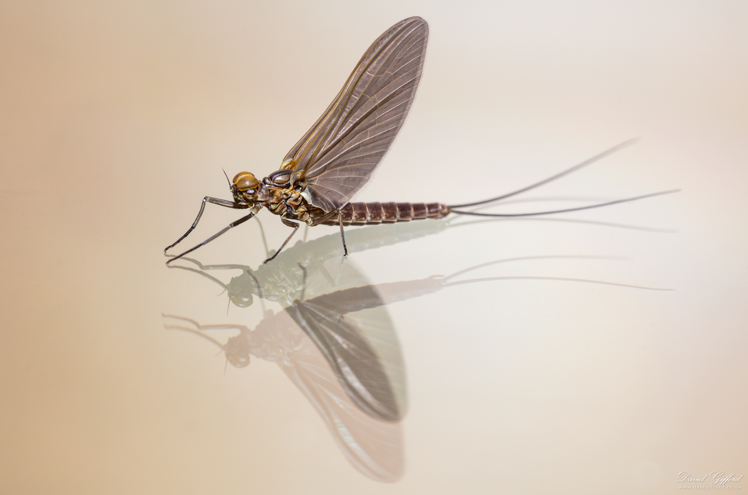 Photo: Mayfly Double Reflection