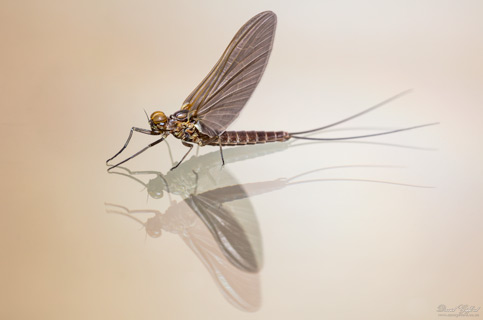 Mayfly Double Reflection