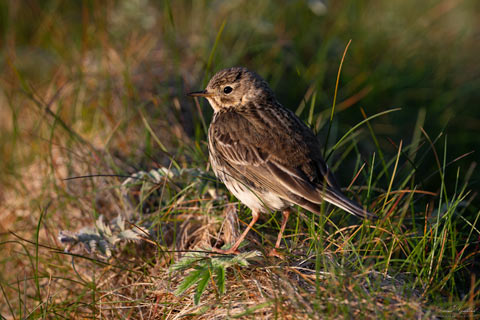 Meadow Pipit II