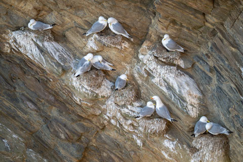 Nesting Kittiwakes