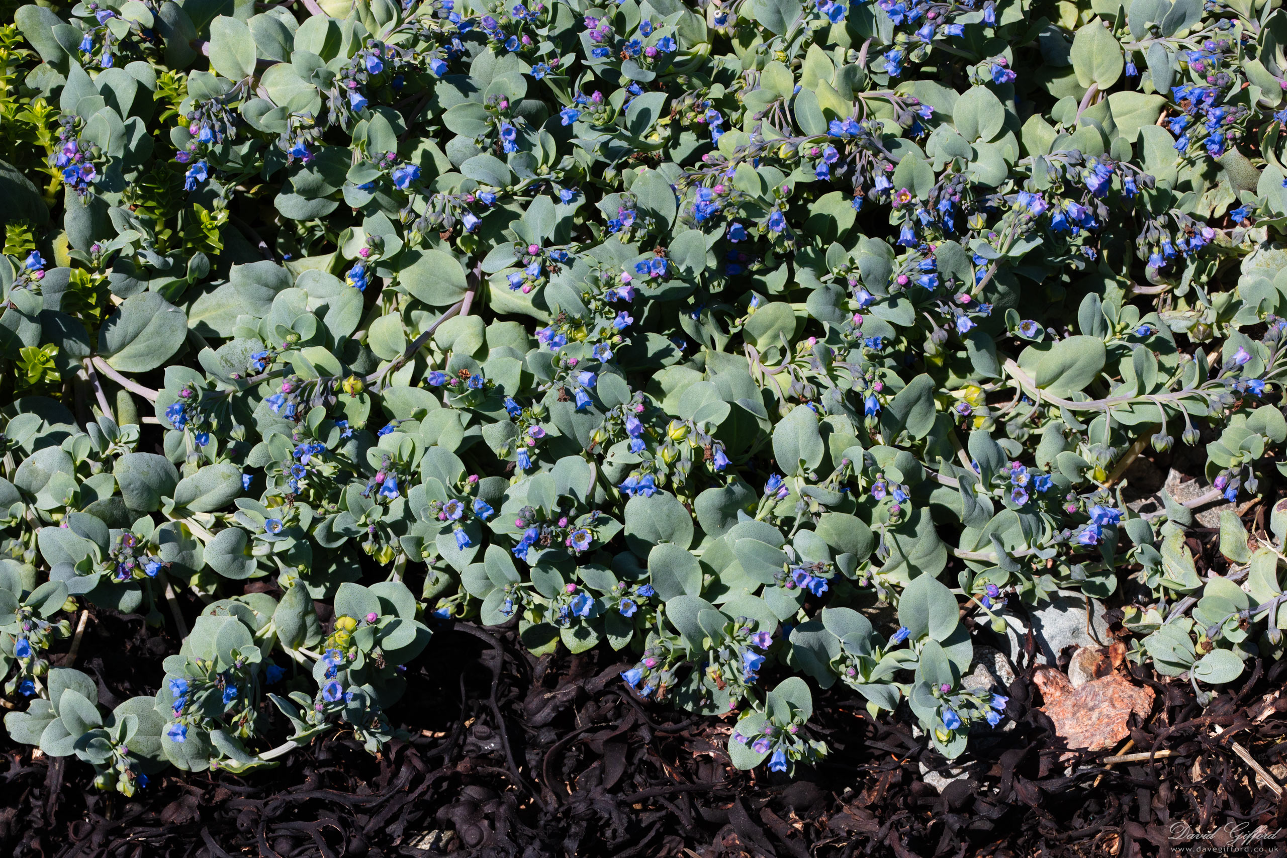 Photo: Oysterplant