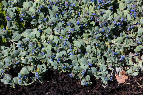 Oysterplant