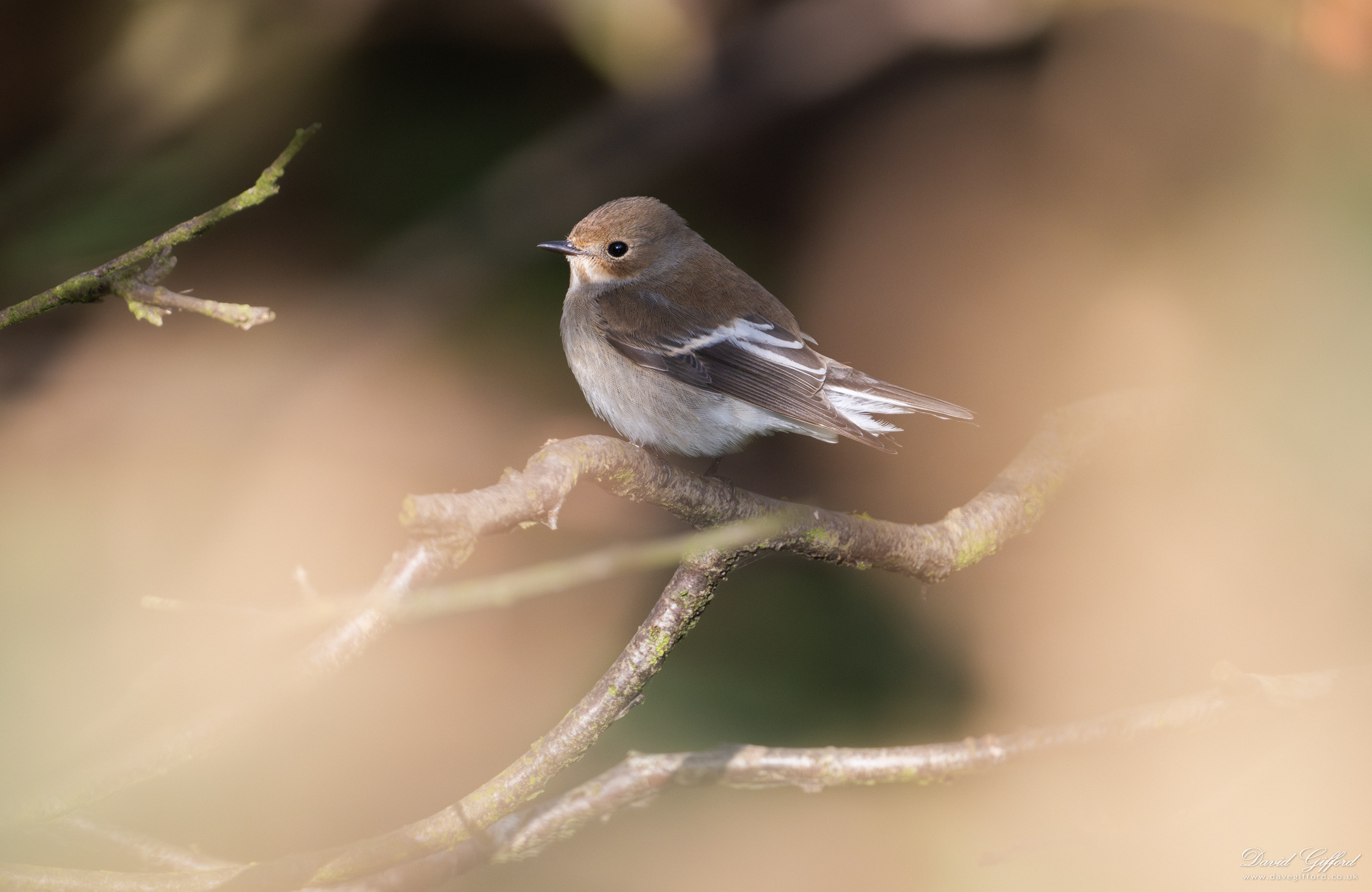 Photo: Pied Flycatcher in Dappled Light