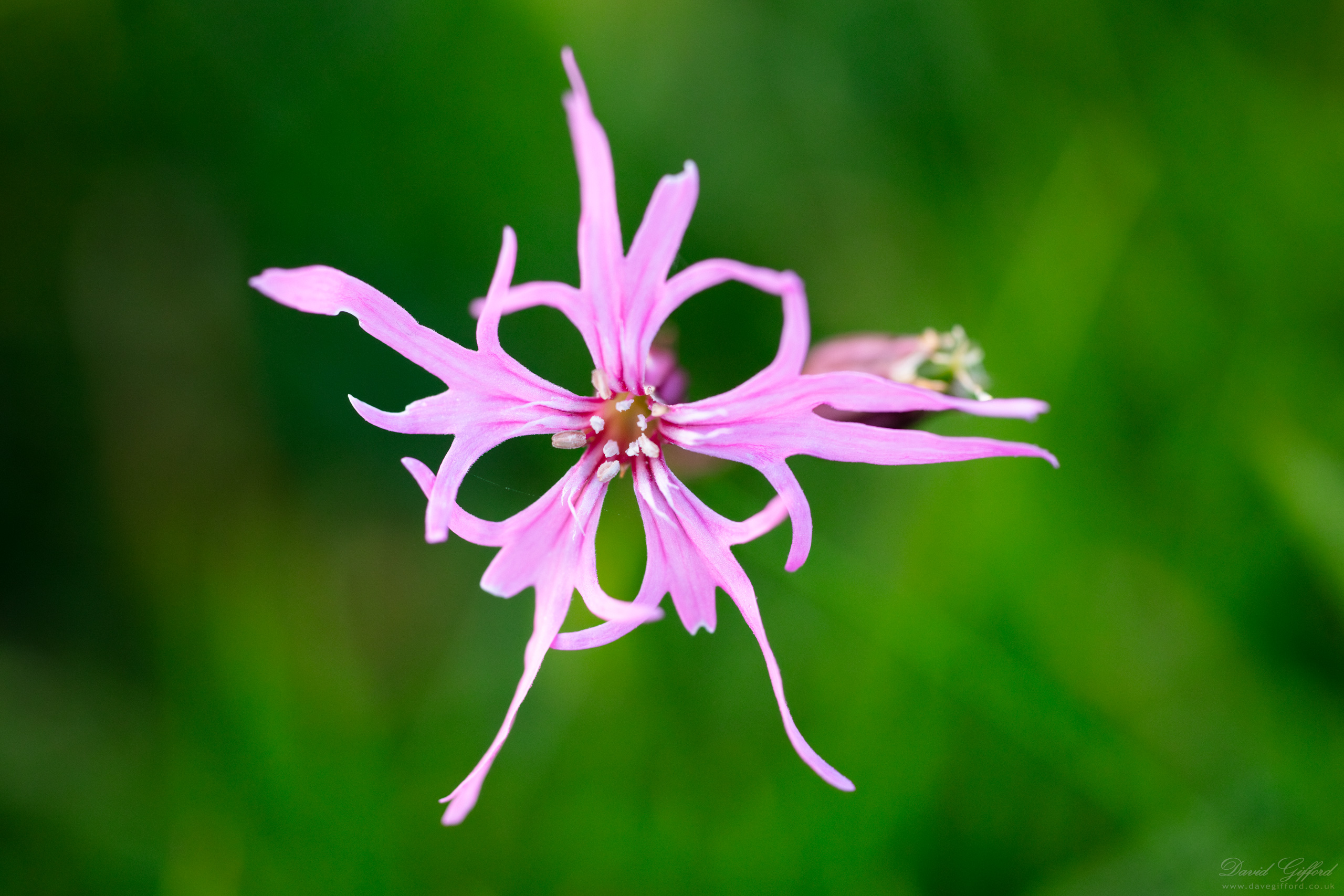 Photo: Ragged-robin