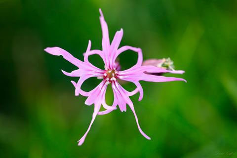 Ragged-robin