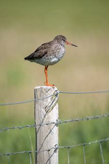 Redshank on Lookout