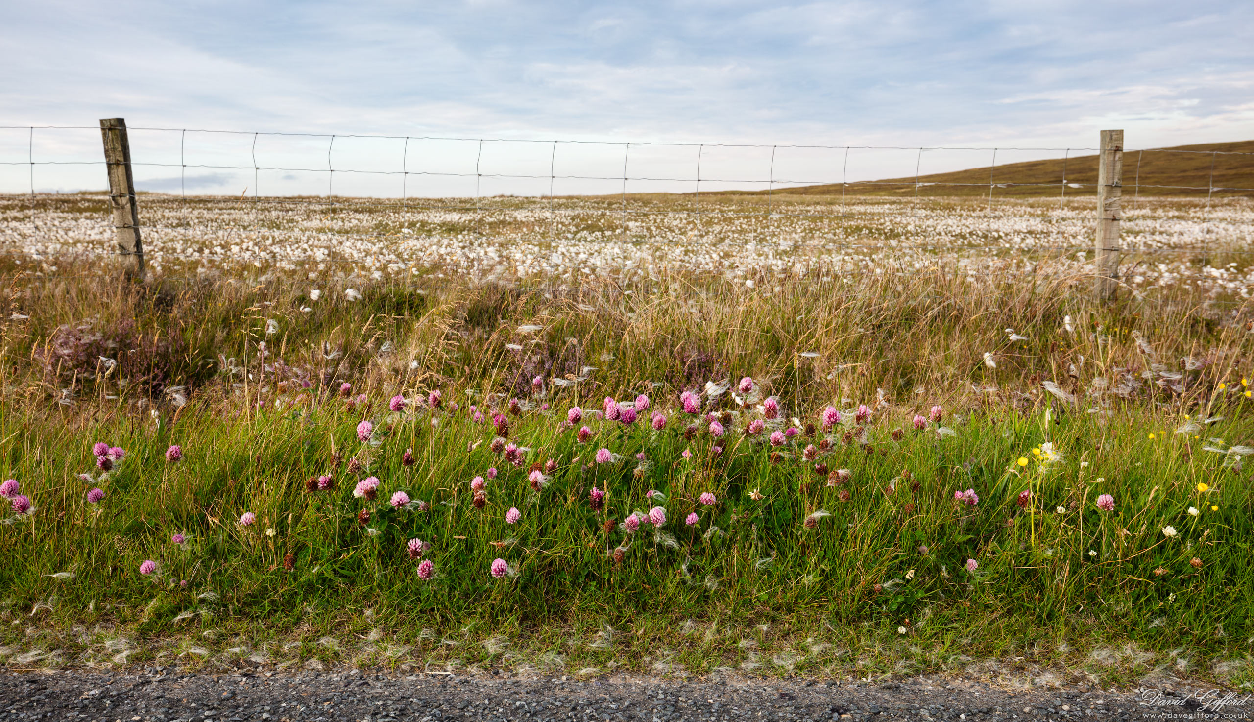 Photo: Roadside Flora II
